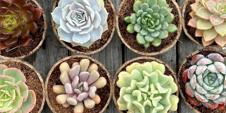 lithops, Succulents Box