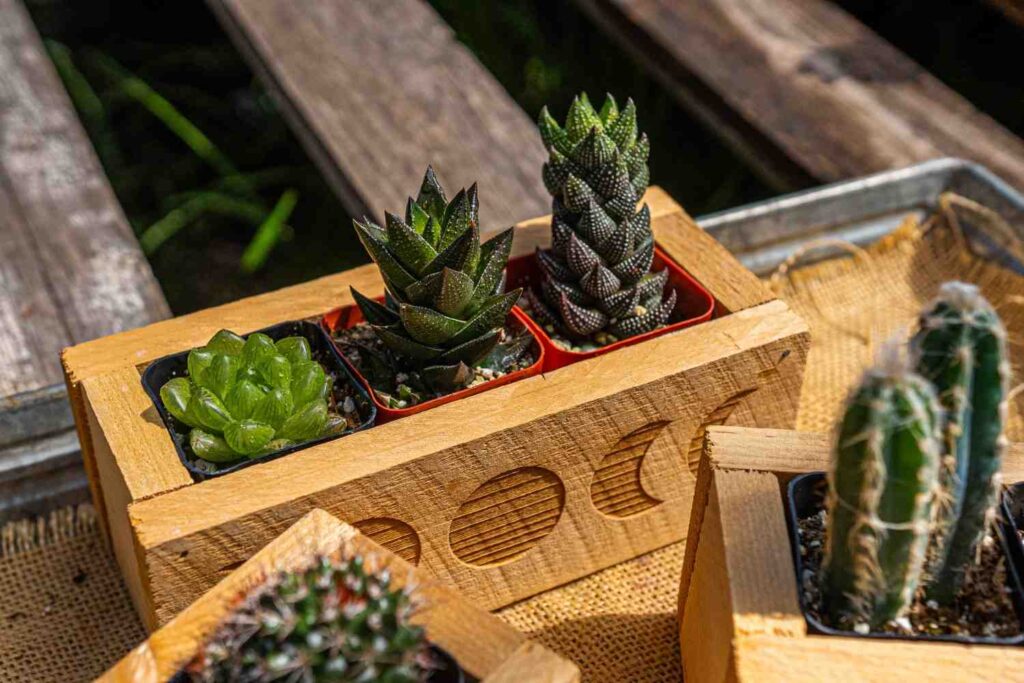 succulents box
