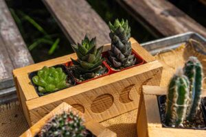 succulents box