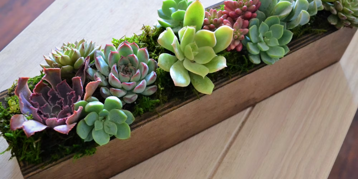 zebra haworthia, Succulents Box